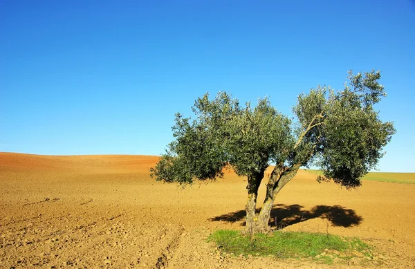 Olijfboom in de ontgonnen veld — Stockfoto
