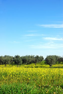 Sarı alan Portekiz, zeytin ağacı