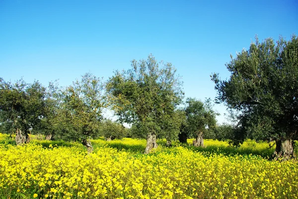 Olivenbaum in gelbem Feld bei Portugal — Stockfoto