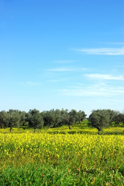 Oliviers en champ jaune au Portugal — Photo