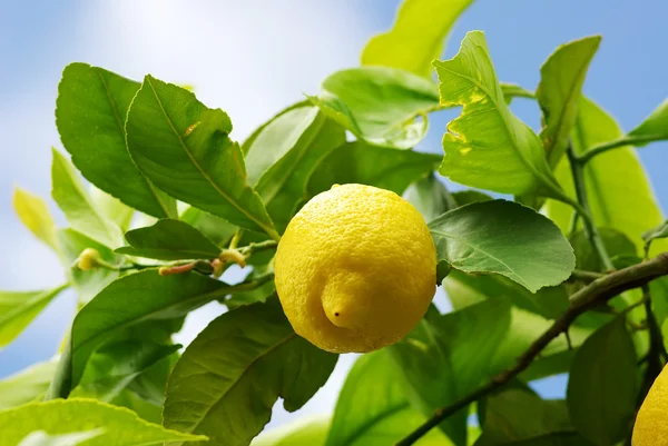 Żółta cytryna na drzewo cytrynowe. — Zdjęcie stockowe