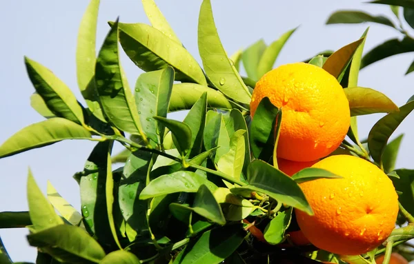Naranjas en rama —  Fotos de Stock