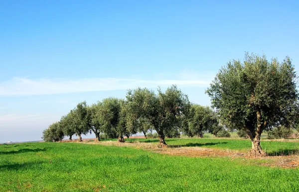 Drzewo oliwne w Portugalii — Zdjęcie stockowe