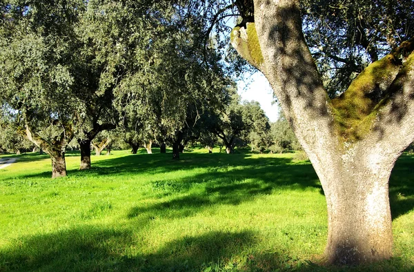 ポルトガルの森でオークス ツリー. — ストック写真