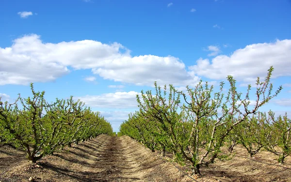 Sad drzew brzoskwini w Portugalii — Zdjęcie stockowe