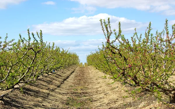 Broskvoně orchard na Portugalsko — Stock fotografie