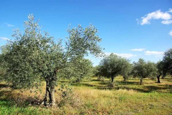 Drzewa oliwki w śródziemnomorskiej pole — Zdjęcie stockowe