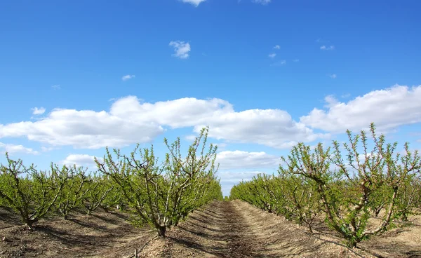 Peach trees orchard at Portugal — Stock Photo, Image