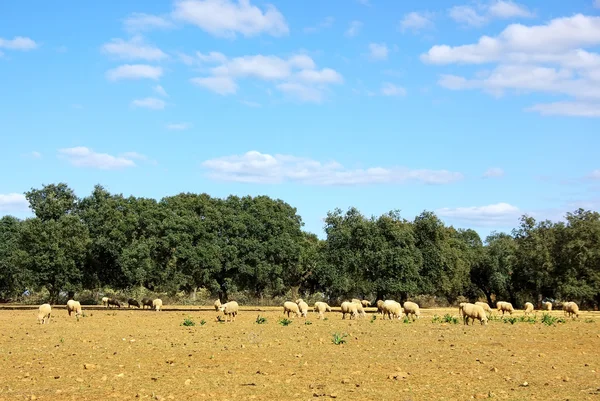 Schafe im mediterranen Feld — Stockfoto