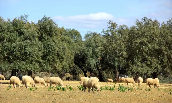 Moutons dans le champ méditerranéen — Photo