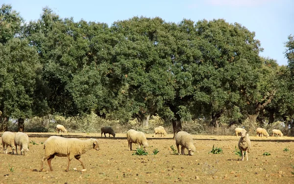 Moutons dans le champ méditerranéen — Photo