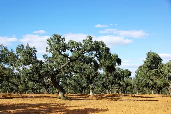 Oak forest at mediterranean region — Stock Photo, Image