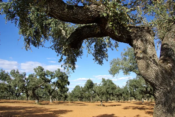 Forêt méditerranéenne au Portugal — Photo