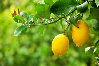 Yellow lemons hanging on tree clipart