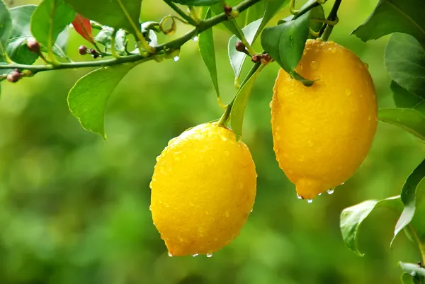 Žlutá citrony, visící na stromě — Stock fotografie