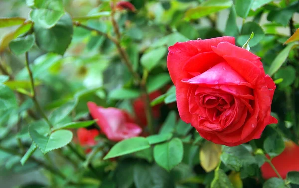 Red rose, on rose tree — Stock Photo, Image