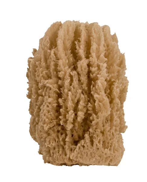 Natural sea sponge — Stock Photo, Image