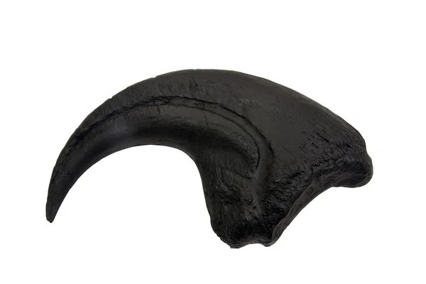 stock image Allosaurus fragilis claw