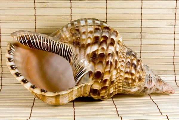 巻き貝のシェルのクローズ アップ — ストック写真