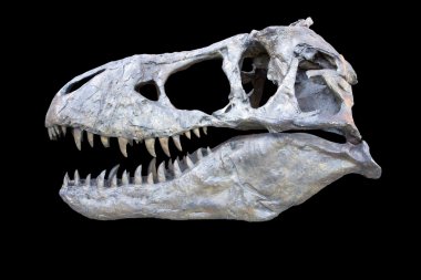 izole tyrannosaurus kafatası
