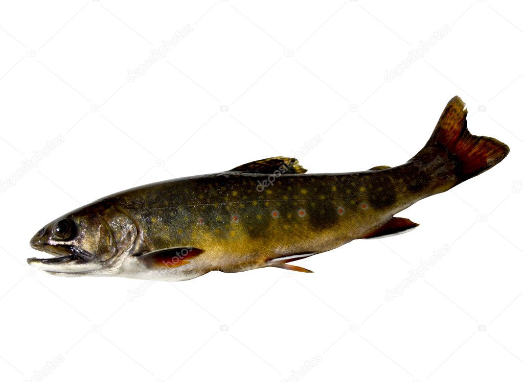 Wisconsin brook trout Stock Photo by ©dcwcreations 10562280