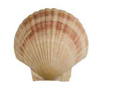 Seashell isolated clipart