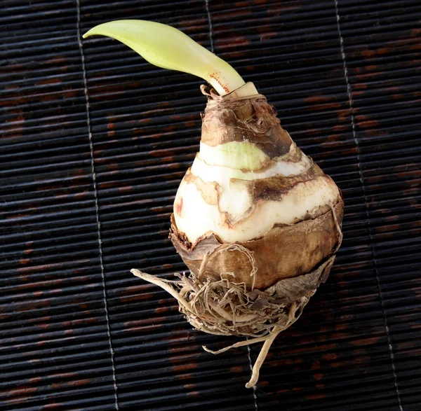 Stock image Amaryllus bulb