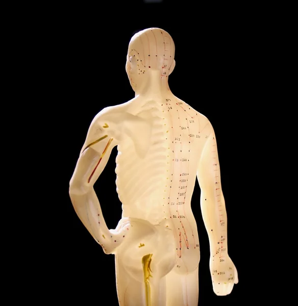 stock image Acupuncture figure of a man backlit