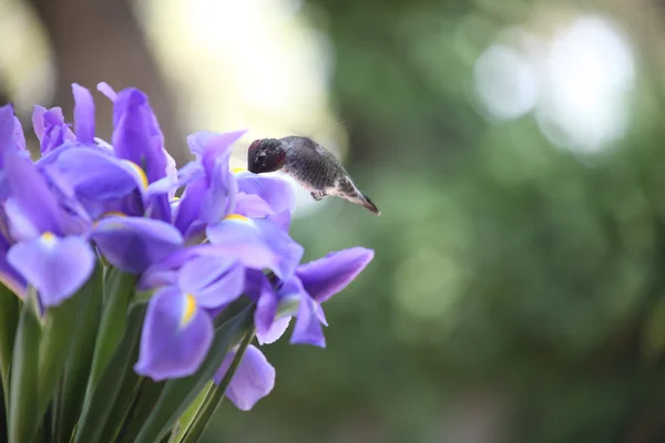Blue iris with hummingbird — Stock Photo, Image
