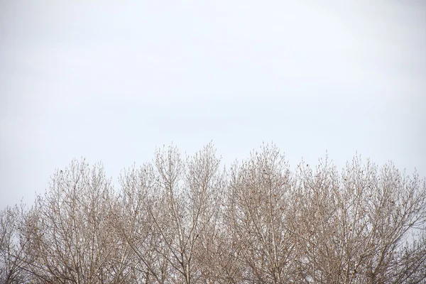 stock image Leafless trees