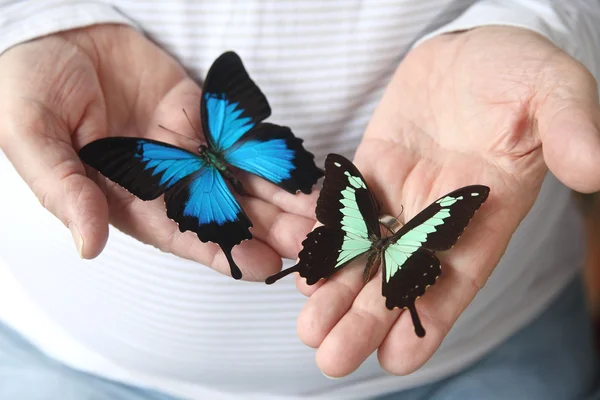 美しい蝶を持つ男 — ストック写真