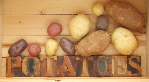 Potato varieties — Stock Photo, Image
