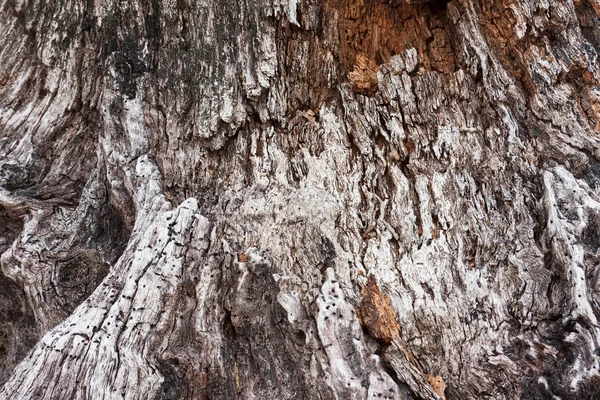 stock image Tree Bark Texture