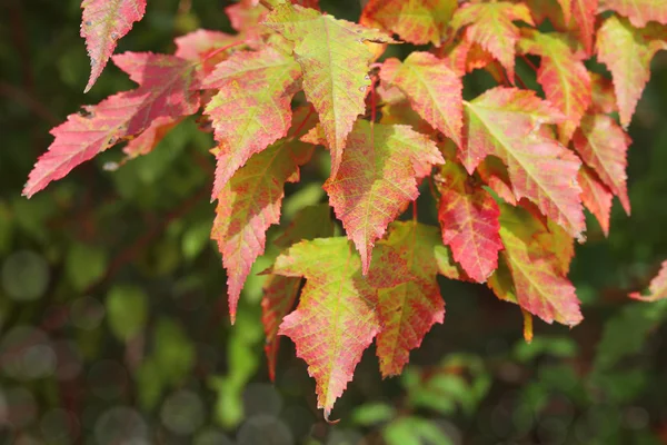 Herbstlich gefärbte Blätter — Stockfoto