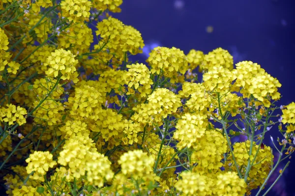Aurinia saxatilis compacta — Foto de Stock
