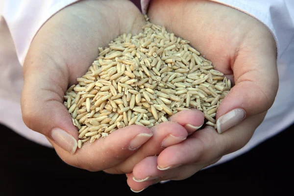 Wheat in woman's hand — Stock Photo, Image