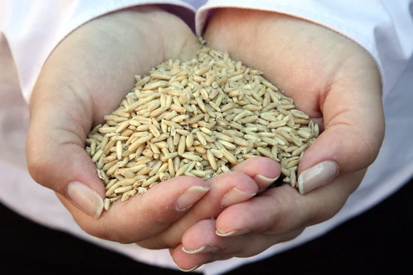 Пшеница в руке женщины — стоковое фото