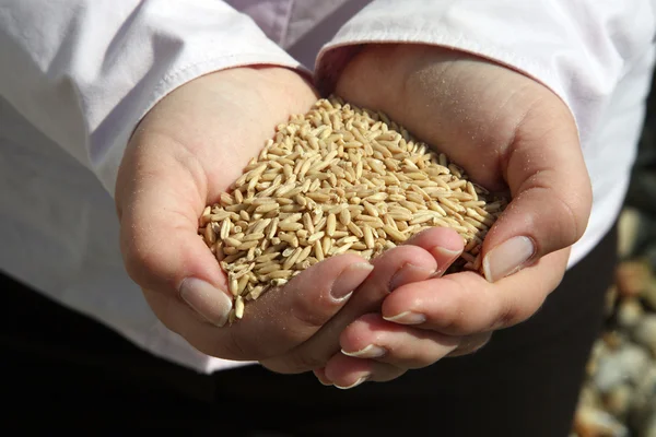 Пшеница в руке женщины — стоковое фото