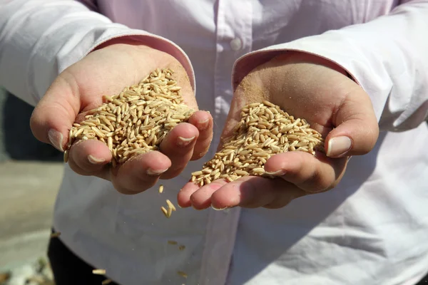 Wheat in woman's hand — Stock Photo, Image