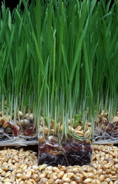 成長小麦 — ストック写真