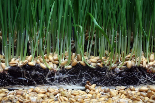 成長小麦 — ストック写真