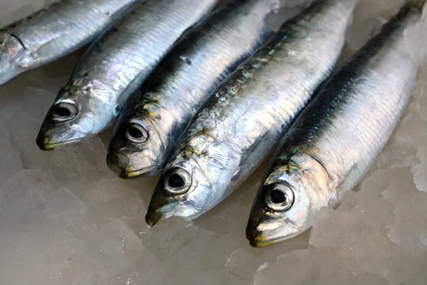 stock image Fresh salt water Sardines