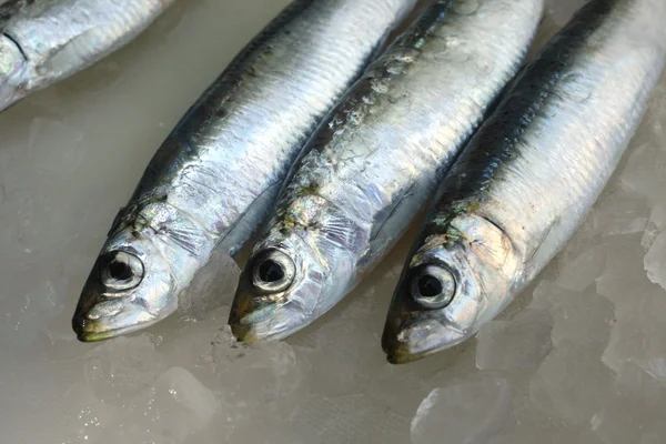 stock image Fresh salt water Sardines