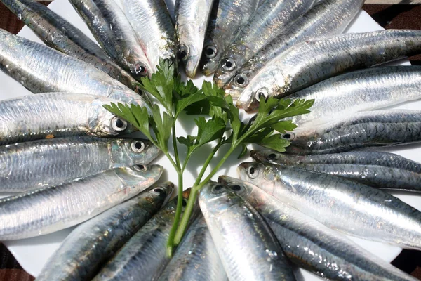 stock image Fresh salt water Sardines