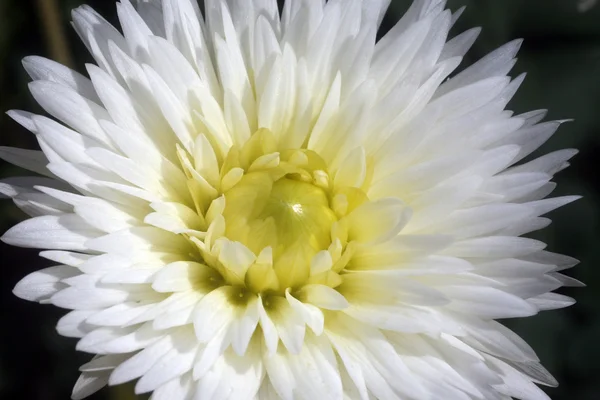 stock image Close-up of flower