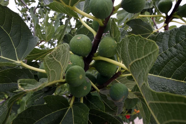 Green figs on the tree — Stock Photo, Image