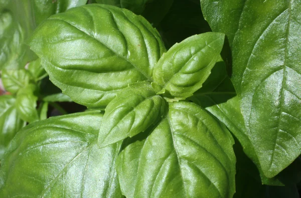 stock image Fresh green basil leaves