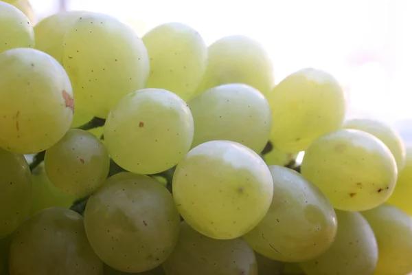 Clúster de uva —  Fotos de Stock