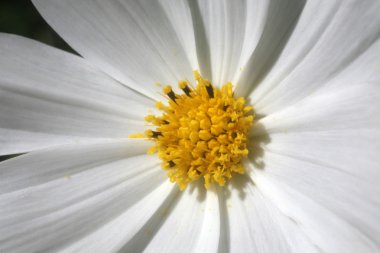 papatya çiçeği bir close-up