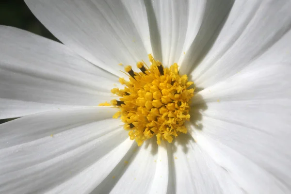 stock image Close-up of a daisy flower